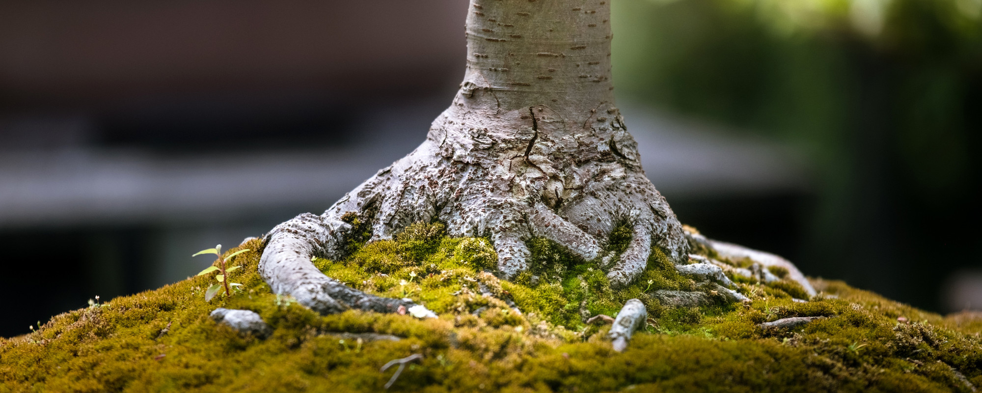 Photo by Samuel Zeller on Unsplash